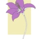 blühende Tulpe
